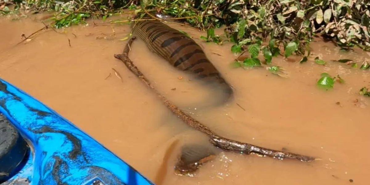 Sucuri gigante com 'barriga cheia' assusta pescadores em rio de Campo Grande; Veja o vídeo