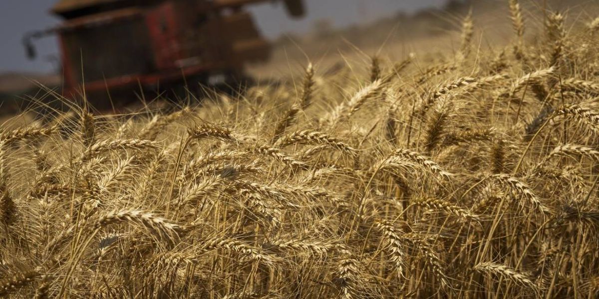 Conab estima safra de grãos em 313 milhões de toneladas