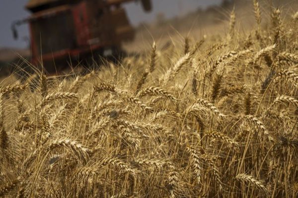 Conab estima safra de grãos em 313 milhões de toneladas