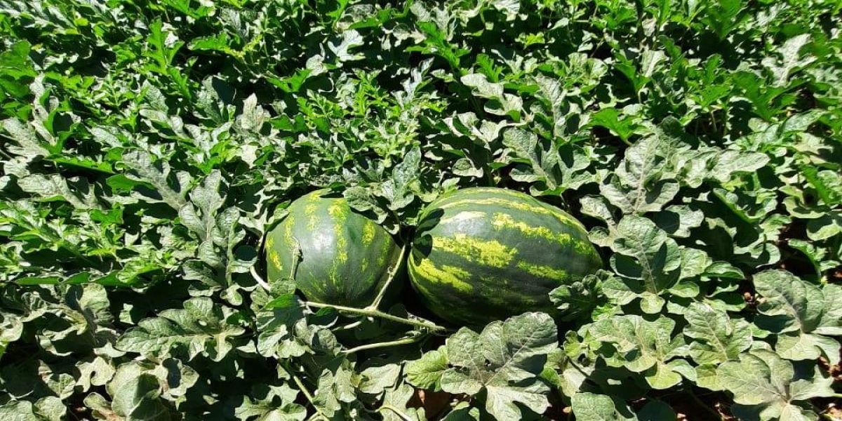 Irrigação por gotejamento em melancias é opção econômica e sustentável para os produtores