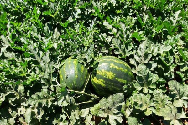 Imagem referente a notícia: Irrigação por gotejamento em melancias é opção econômica e sustentável para os produtores