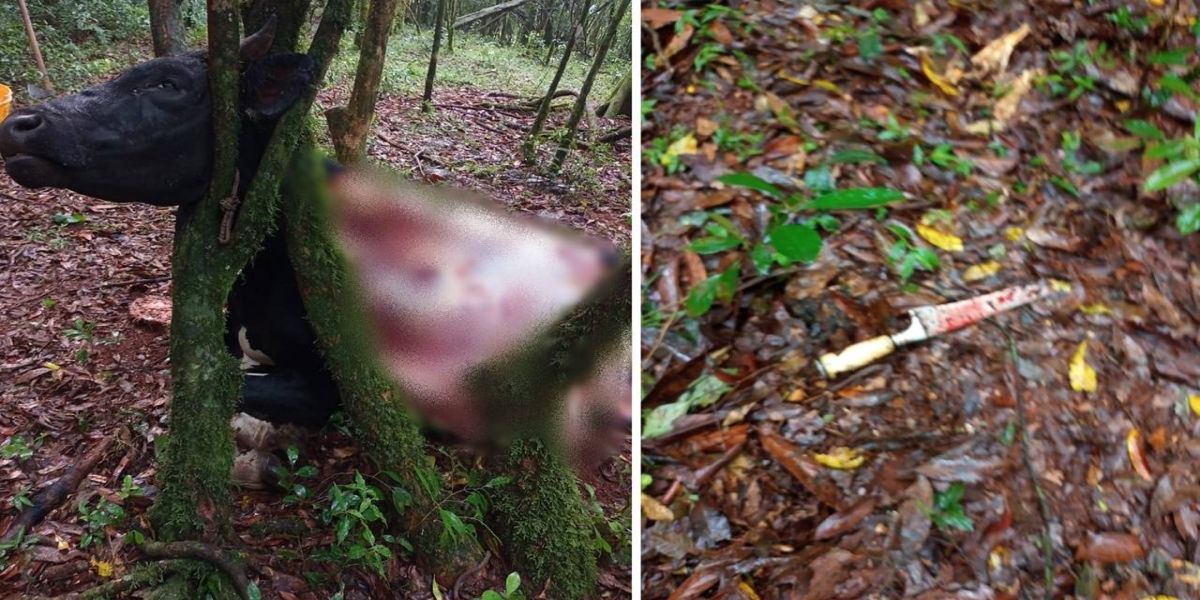 Ousadia: Ladrões furtam e abatem boi com mais de 350 kg no sudoeste do Paraná