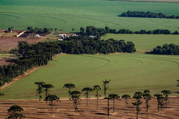 Caderno Regional Agropecuário analisa formação do preço de terras no Paraná