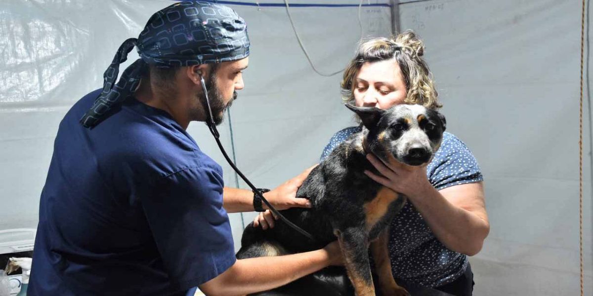 CastraPet Paraná alcança marca de 53,6 mil animais esterilizados desde 2019