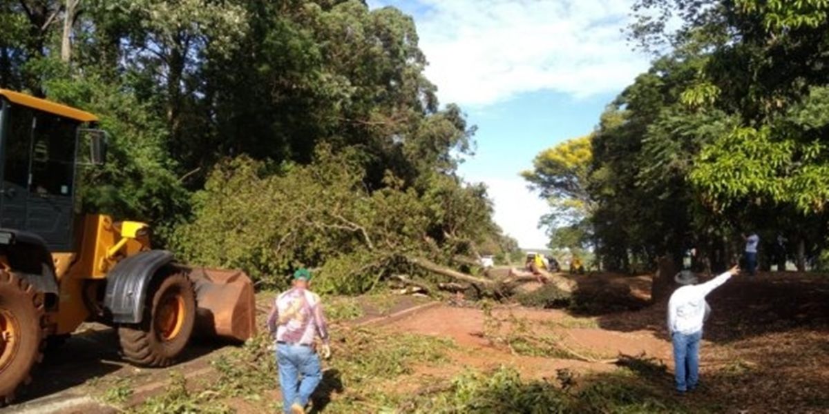 Motorista colide em árvore que foi derrubada sobre a PR-488, entre Diamante do Oeste e Vera Cruz