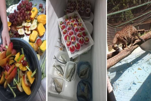 Zoológico prepara refeições geladinhas para refrescar os animais