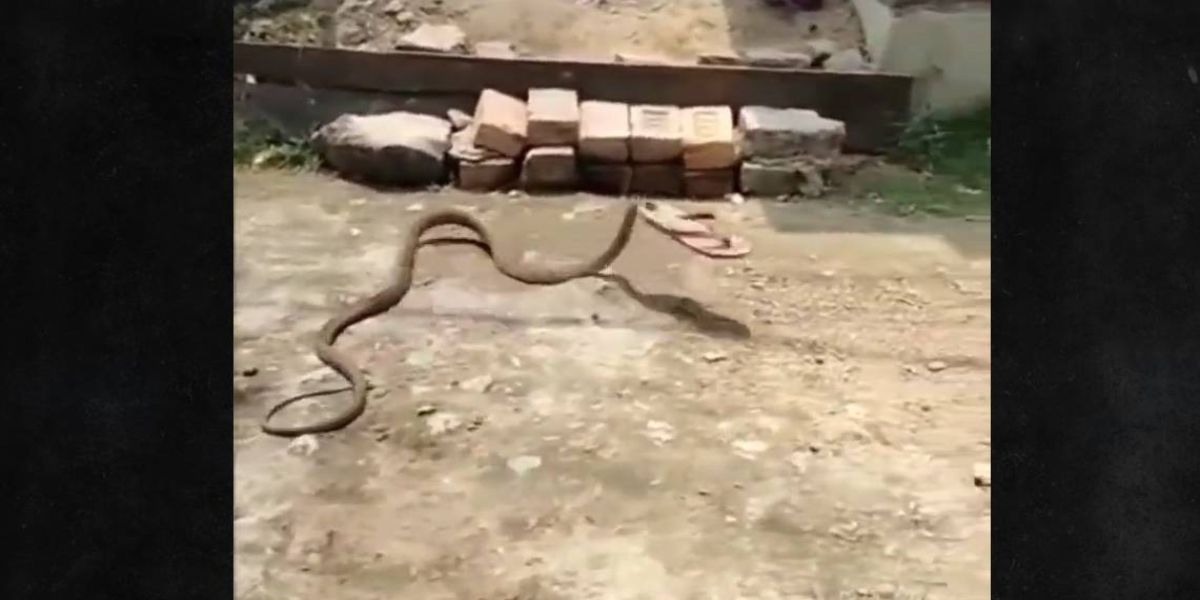 Cobra rouba chinelo atirado para espantá-la e sai "correndo"; Veja vídeo