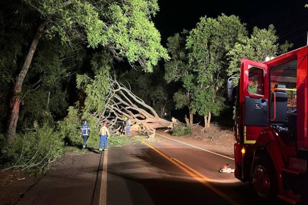 Arvores são cortadas e derrubadas na PR-182 no oeste do Paraná; Um ônibus ficou preso no local
