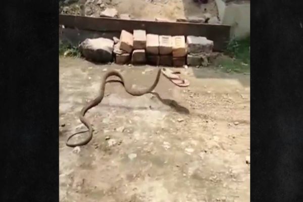 Cobra rouba chinelo atirado para espantá-la e sai "correndo"; Veja vídeo