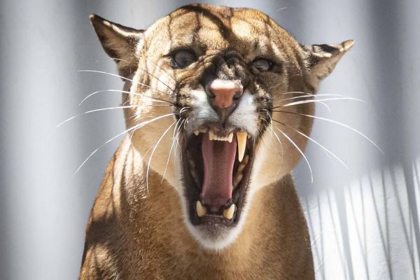 Paraná integra campanha nacional para prevenir atropelamentos de animais silvestres nas rodovias