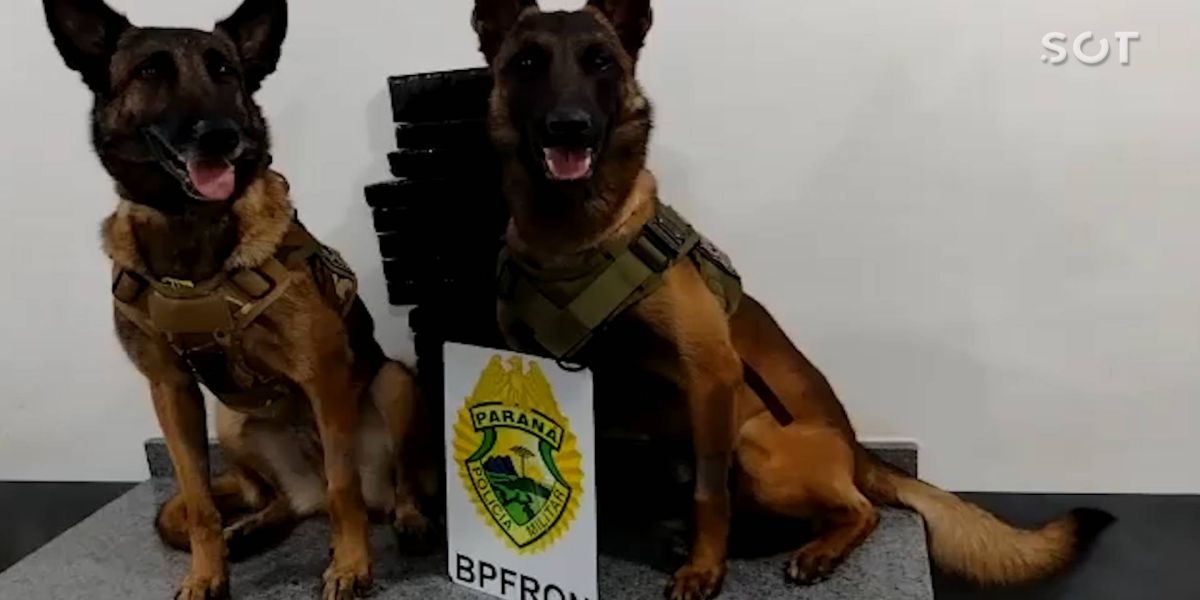 BPFRON apreende homem de 22 anos com 9,6 kg de maconha em ônibus na cidade de Cascavel