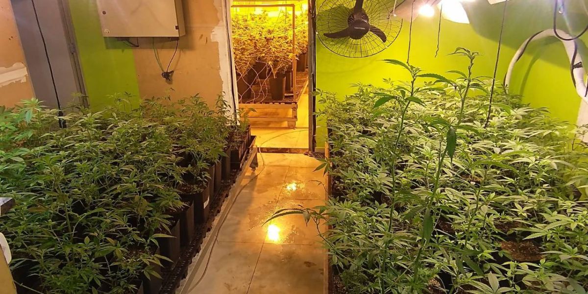 Polícia apreende 400 pés de maconha e fecha laboratório de drogas em Curitiba