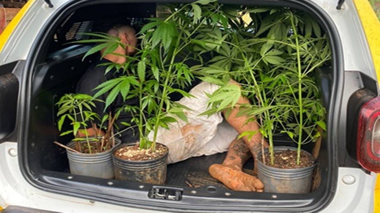 Homem é preso por cultivar pés de maconha no sudoeste do Paraná