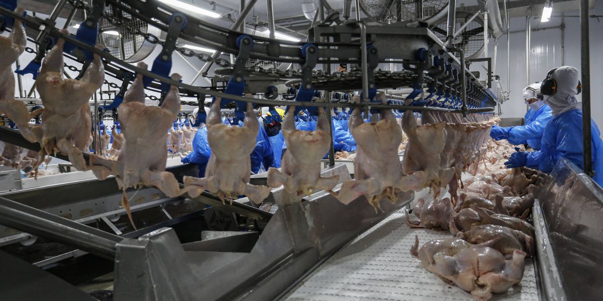 Com avicultura em destaque, Paraná já produziu 4,87 milhões de toneladas de carne neste ano