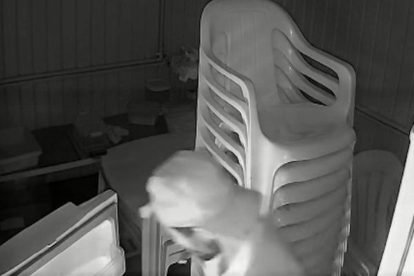 Imagem referente a notícia: Ladrão furta mais de 30 quilos de carnes de hamburgueria no Bairro Universitário