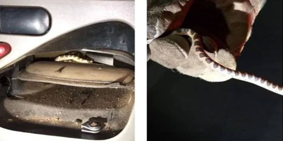 Filhote de jiboia entra em ar-condicionado de carro e morde passageira