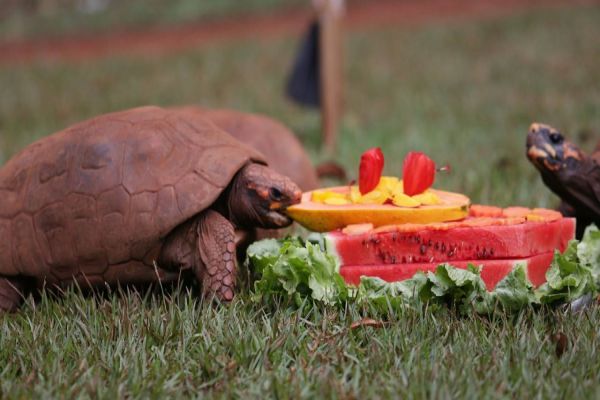 Animais ganham "bolo especial" no aniversário de 44 anos do Zoo de Cascavel