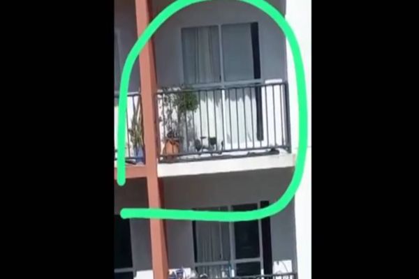 Cachorro morre após ser deixado preso em sacada de prédio exposto ao sol e calor de 37ºC