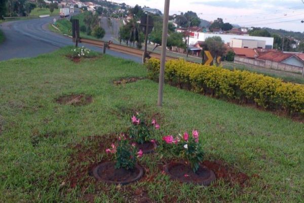Coisas do Paraná: Flores plantadas pela Prefeitura de Arapoti estão sendo roubadas