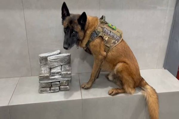 Imagem referente a notícia: Cão policial do BPFRON localiza drogas em ônibus na cidade de Cascavel