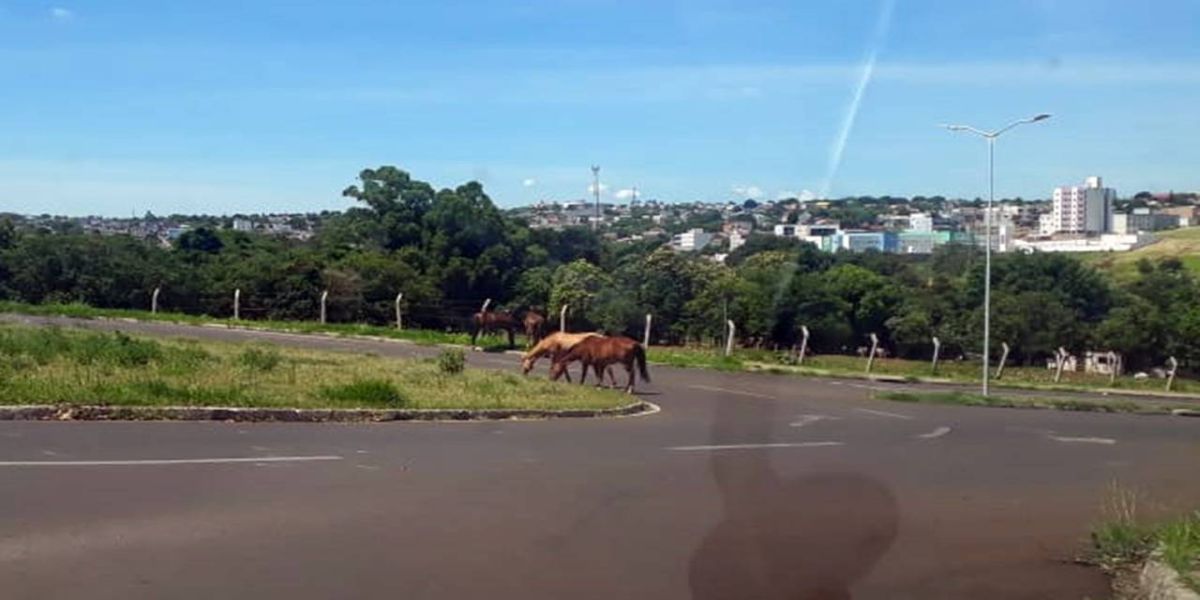 Internautas alertam cavalos soltos no meio da Rua Pres. Kennedy no Ecopark Oeste