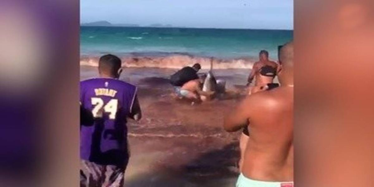 Baleias encalham em praia de Arraial do Cabo e banhistas entram em pânico pensando ser tubarão
