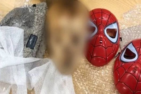 Cabeça mumificada de menino é descoberta em pacote que seria enviado a celebridade