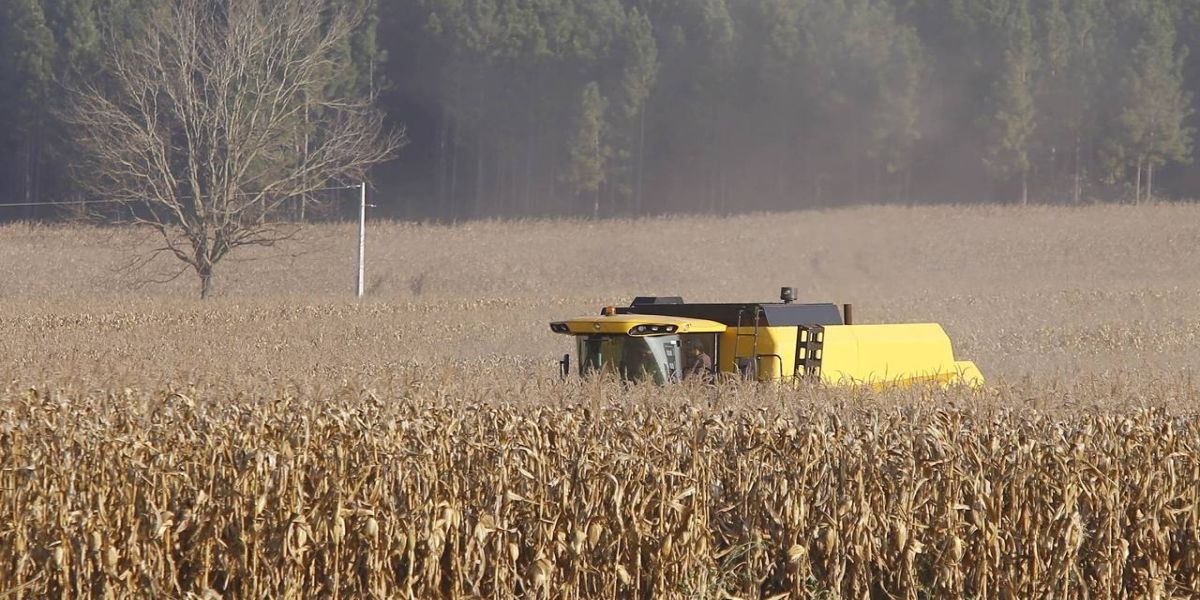 Apesar do clima, agropecuária do Paraná manteve alto rendimento em 2022