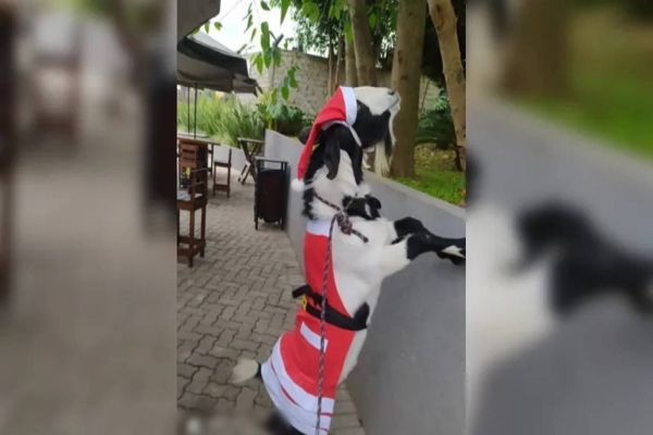 Ladrão furta bode de estimação e tenta vender animal para irmão do dono no Paraná