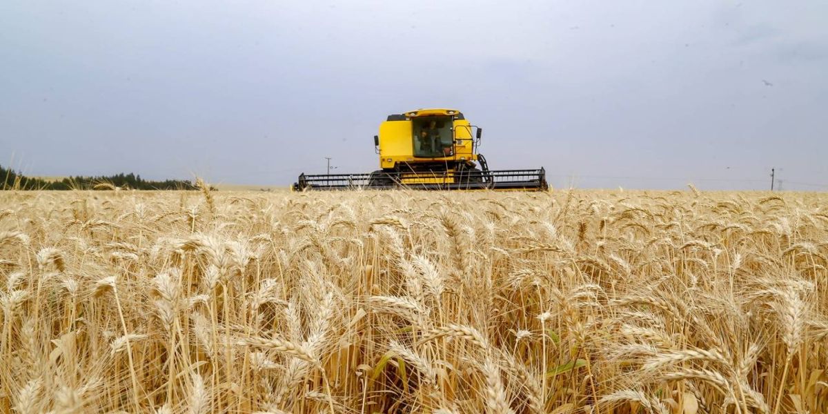Produção recorde brasileira de trigo reflete em queda no preço de farinhas especiais e pão
