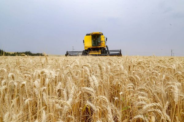 Produção recorde brasileira de trigo reflete em queda no preço de farinhas especiais e pão