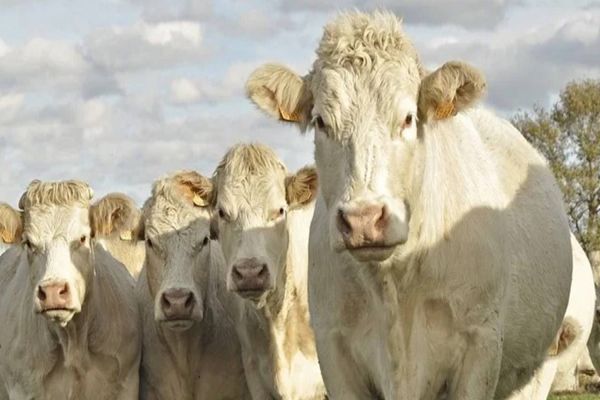 Pecuária: 35º Show Rural vai ter exposição e venda de bovinos, ovinos e caprinos