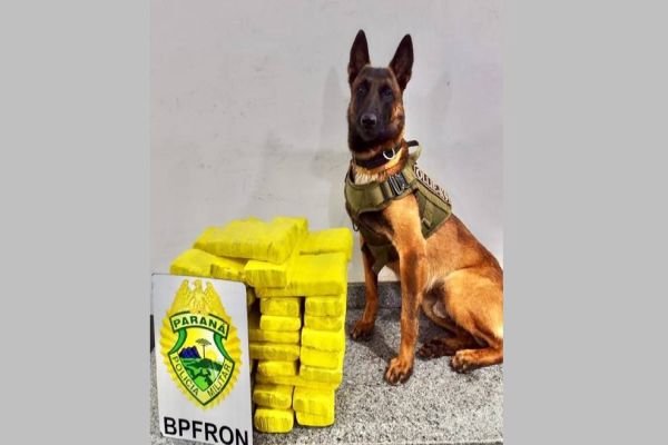 BPFRON apreende 23 kg de maconha em ônibus na cidade de Cascavel