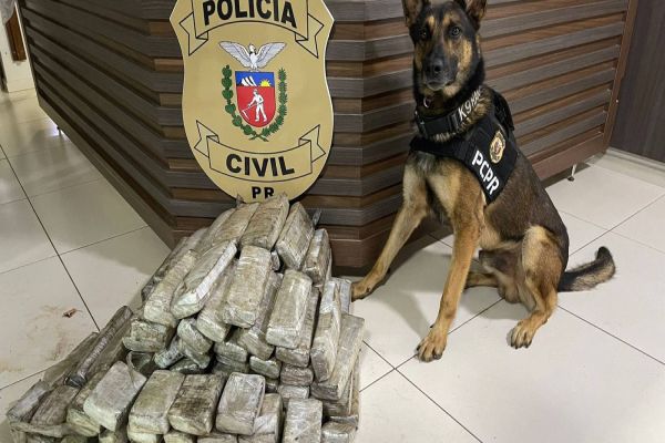Ações dos cães policiais da PCPR resultam na apreensão de mais de 10 toneladas de drogas em 2022