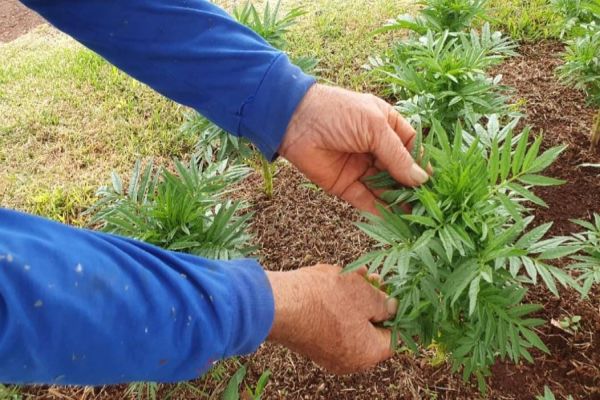 Detentos ajudam a preparar parque para o Show Rural 2023