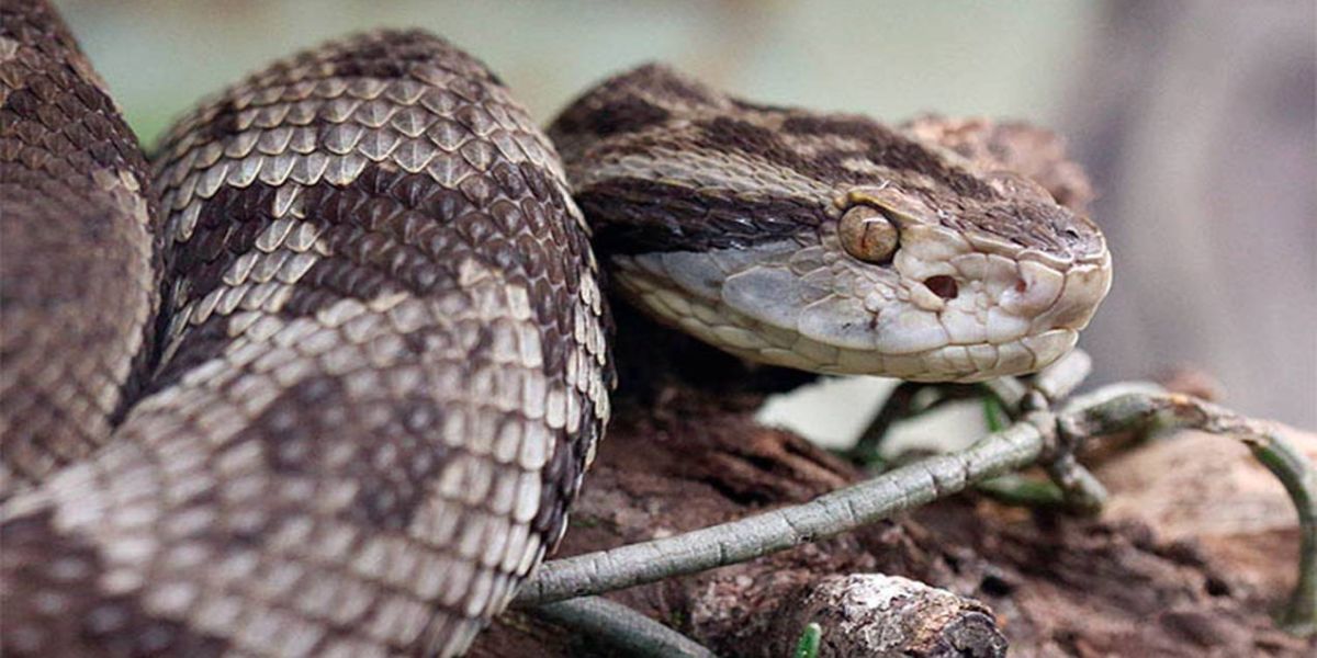 Estudo da UEL relaciona fatores ambientais de risco e acidentes com serpentes no Paraná