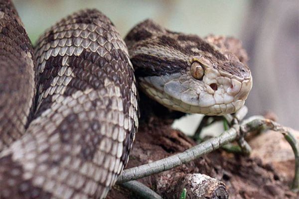 Estudo da UEL relaciona fatores ambientais de risco e acidentes com serpentes no Paraná