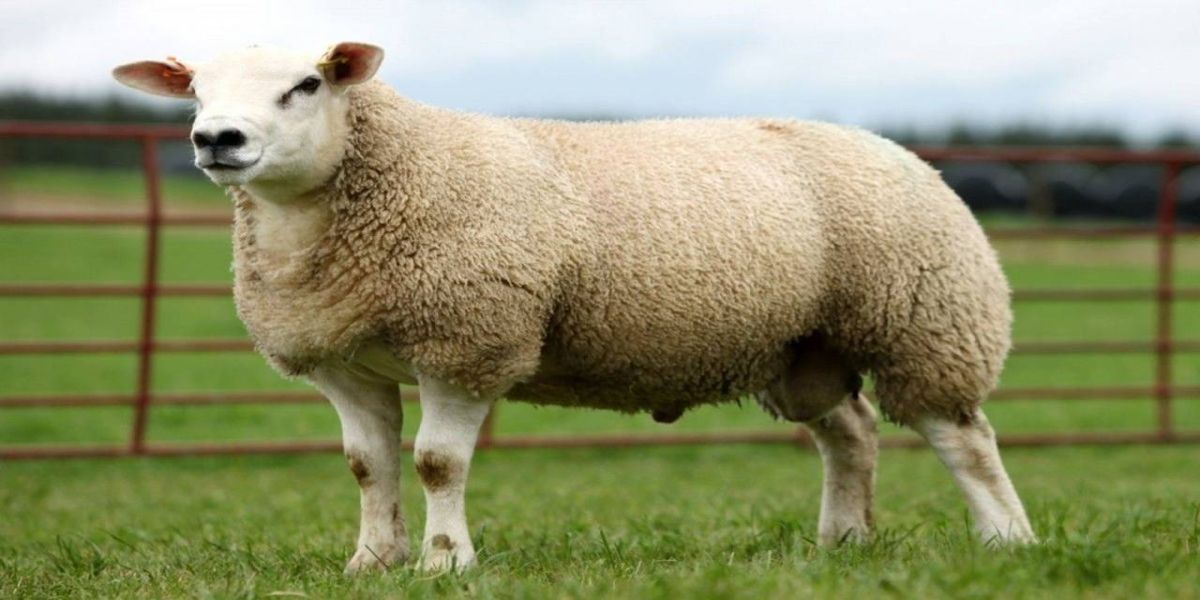 35º Show Rural abre horizonte para a ovinocultura do Paraná