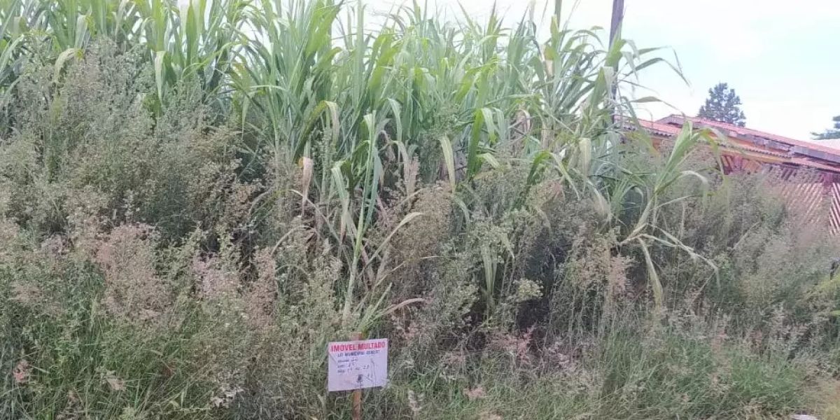 Multas nos terrenos com mato alto e sujos cresceram 54% no ano passado