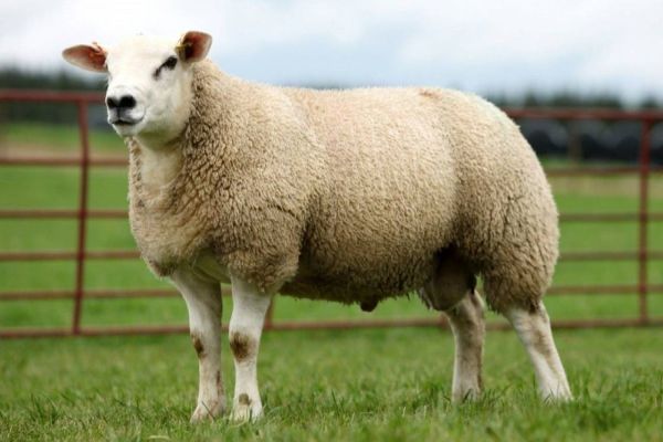 35º Show Rural abre horizonte para a ovinocultura do Paraná