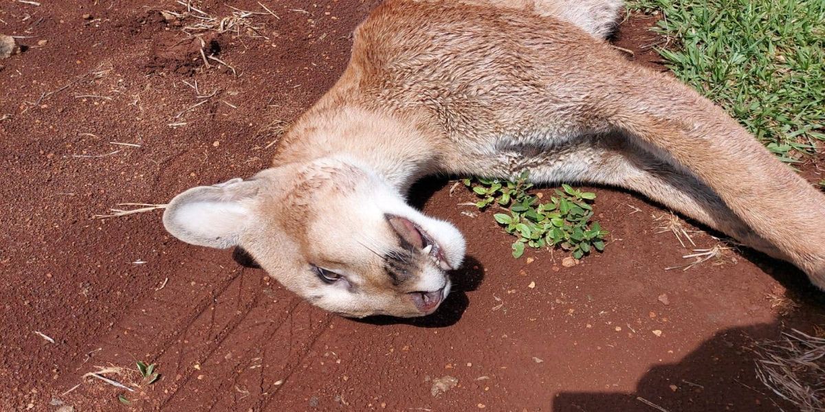 Onça-parda é encontrada morta em rodovia PR-449, entre Palmas e Mangueirinha