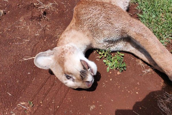 Onça-parda é encontrada morta em rodovia PR-449, entre Palmas e Mangueirinha