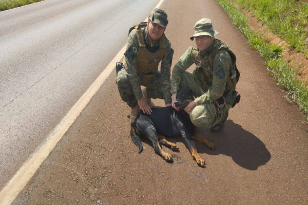 Patrulha Ambiental e BPFron socorrem cachorra atropelada na BR-467