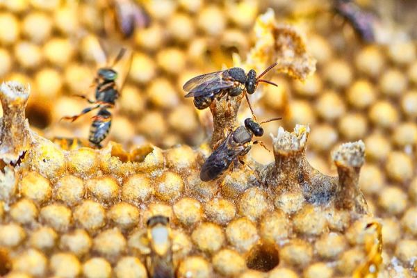 Projeto premiado de reintrodução de abelhas na natureza, Poliniza Paraná completa um ano