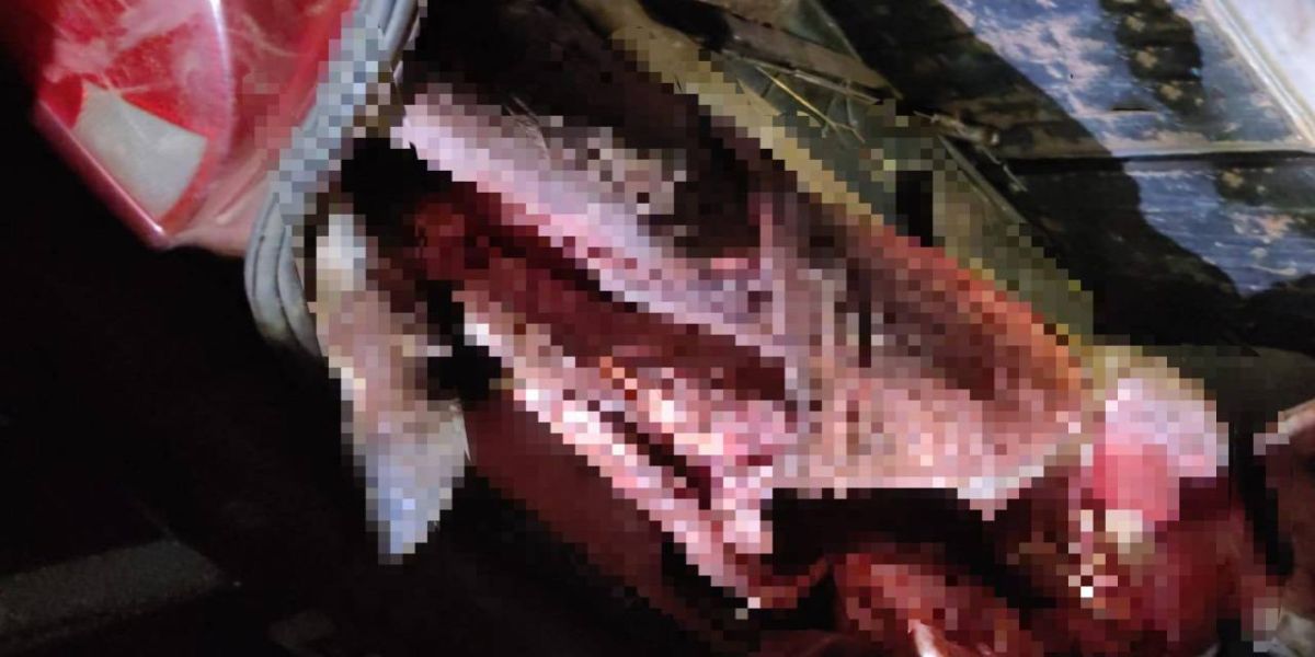 Polícia Militar prende suspeito de abigeato e encontra bezerro abatido em São Jorge do Oeste