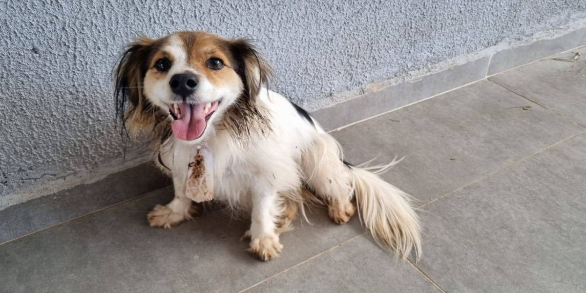 Internauta ajuda para localizar dono de cachorrinho perdido no Bairro Pioneiros Catarinenses