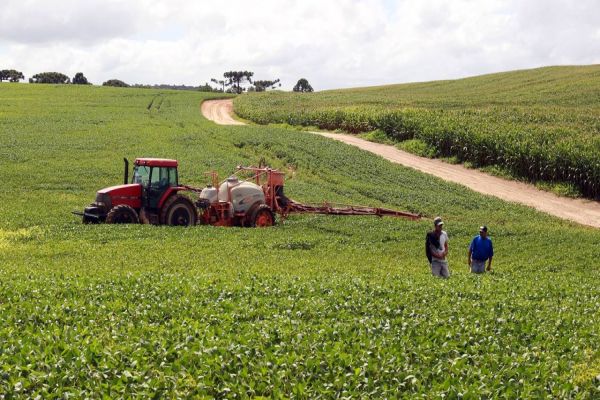Safra de verão deve alcançar 24,7 milhões de toneladas no Paraná