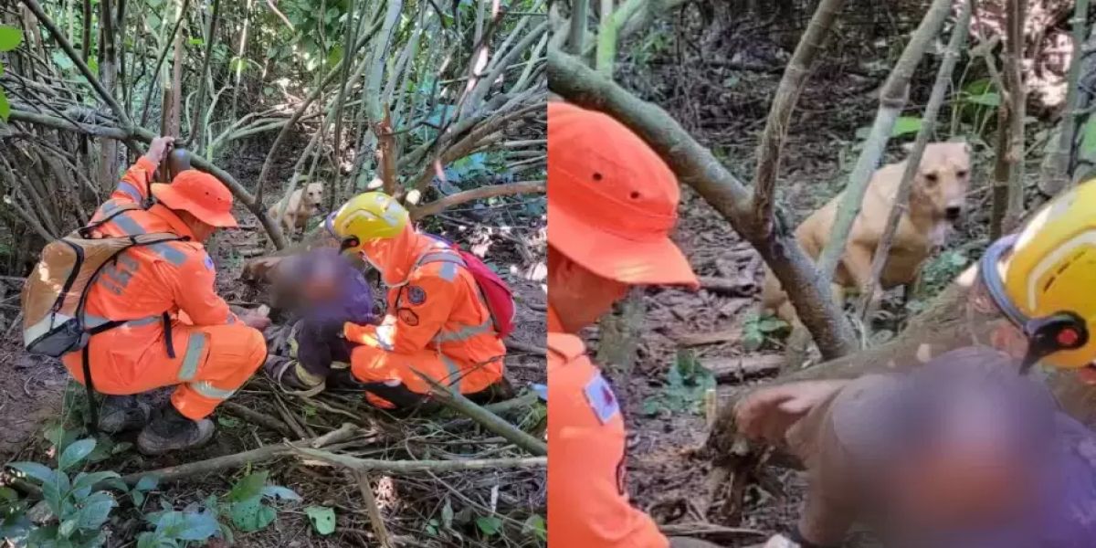 Idoso perdido em mata é achado após latidos de seu vira-lata caramelo