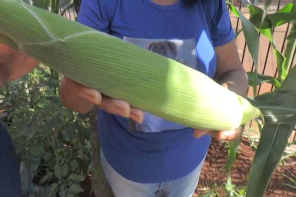 Espigas de milho plantadas por moradora de Cascavel, chegam a medir 46 centímetros: 'Os milhões"