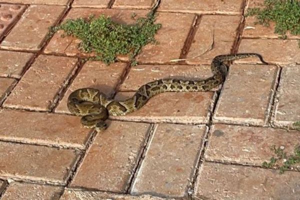 Surpresa no Bairro Cascavel Velho: Moradores encontram Cobra em frente a sua residência